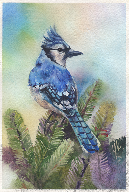 blue jay