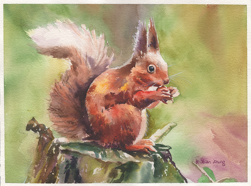 red squirrel